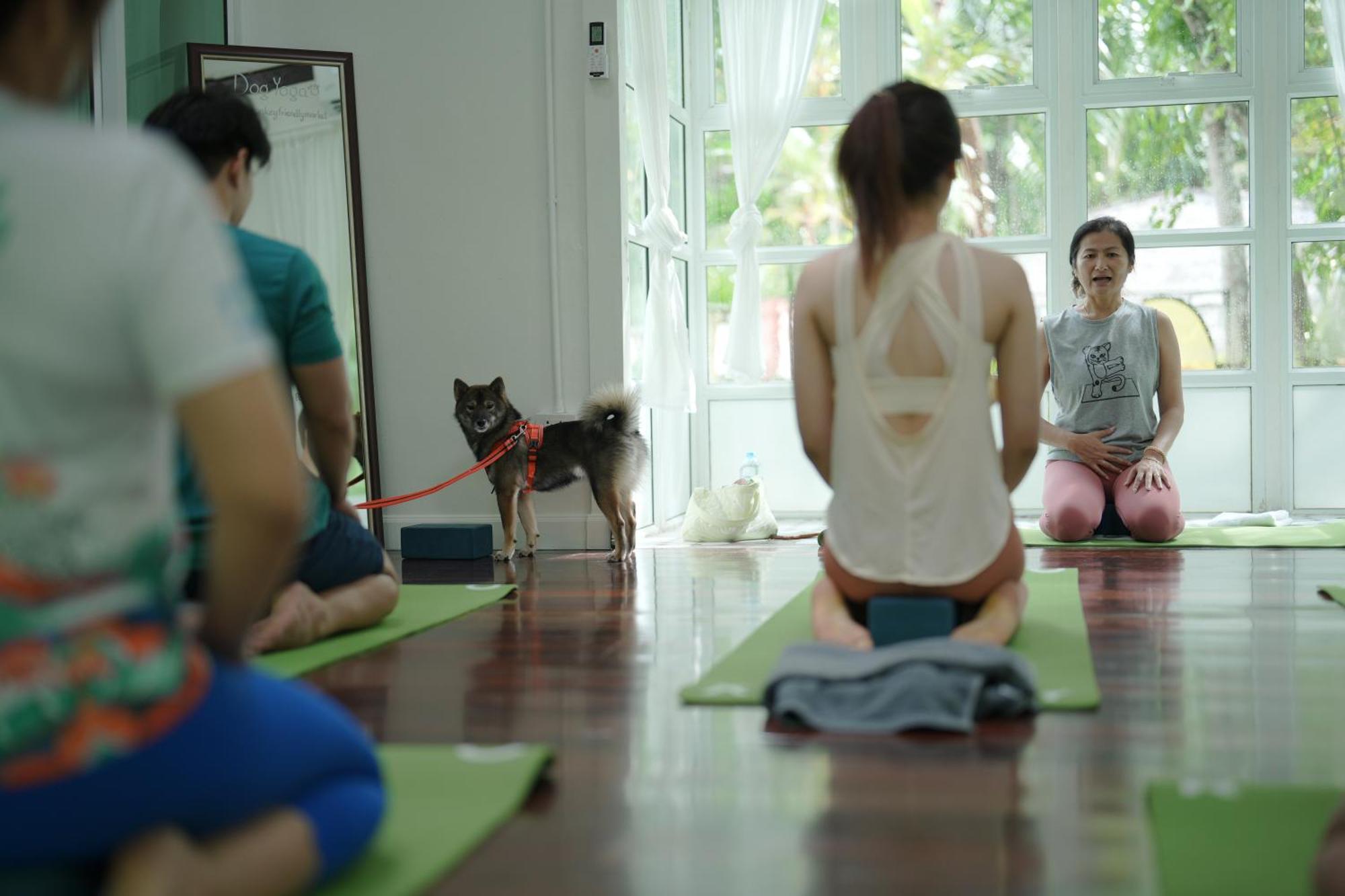 Blu Monkey Pooltara Krabi Hotel & Villas Pet Friendly Exteriér fotografie